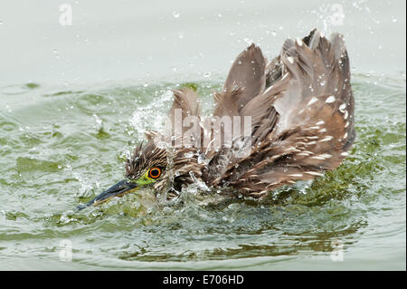 Juvenile schwarz-gekrönter Nachtreiher Baden Stockfoto