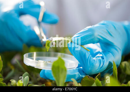 Nahaufnahme der Wissenschaftlerin Hände schneiden Blatt Probe in Petrischale Stockfoto