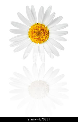 Kamille-Blume auf weißem Hintergrund. Makroaufnahme Stockfoto