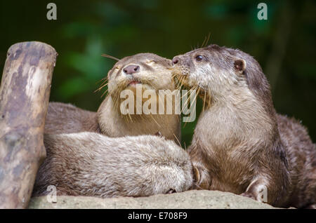 Ein paar Oriental Short-Clawed Otter küssen Stockfoto
