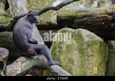 Sad suchen Macaca ruht auf einem Ast Stockfoto