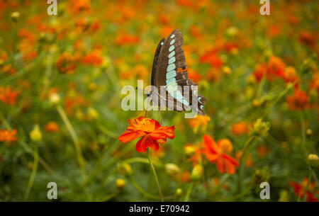 Ein Graphium Sarpedon, allgemein bekannt als der gemeinsamen Zusammenarbeit oder blaues Dreieck Schmetterling, Fütterung auf eine orangefarbene Blume Stockfoto