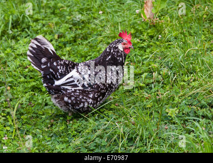 Schwarz / weiß-Huhn Stockfoto
