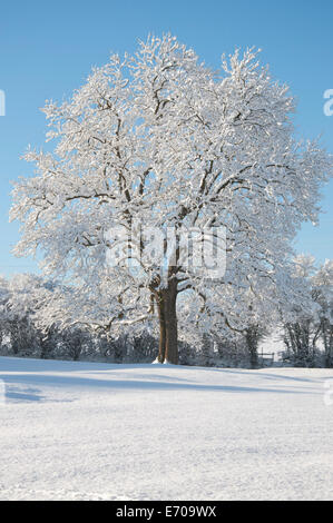 Porträt eines großen Baumes in einem Feld im Schnee mit blauem Himmel bedeckt Stockfoto