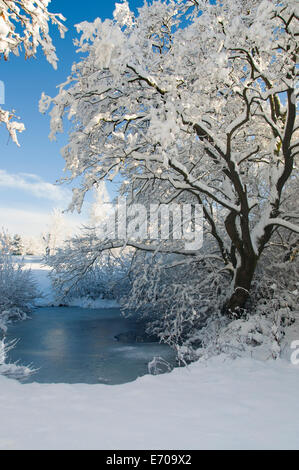 Porträt von einem zugefrorenen Teich und Bäumen Schnee beladen mit blauem Himmel Stockfoto
