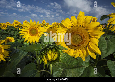 Nahaufnahme von blühenden Sonnenblumen unter bewölktem Himmel blau Stockfoto