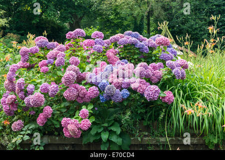 Hortensia (Hortensie) Blüte, Amersfoort, Niederlande Stockfoto