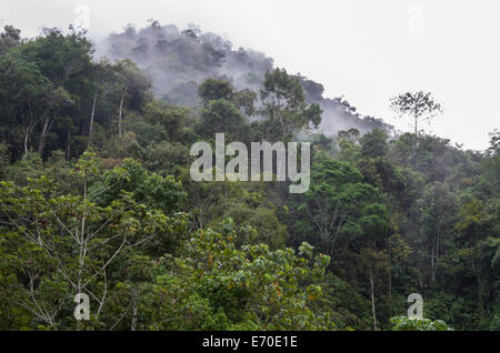 Tingo María Nationalpark. Regenwald in huánuco Abteilung. Peru. Stockfoto