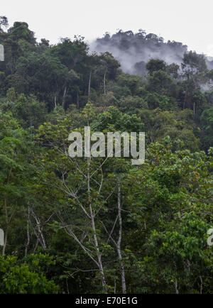 Tingo María Nationalpark. Regenwald in huánuco Abteilung. Peru. Stockfoto