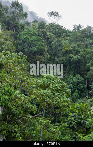 Tingo María Nationalpark. Regenwald in huánuco Abteilung. Peru. Stockfoto