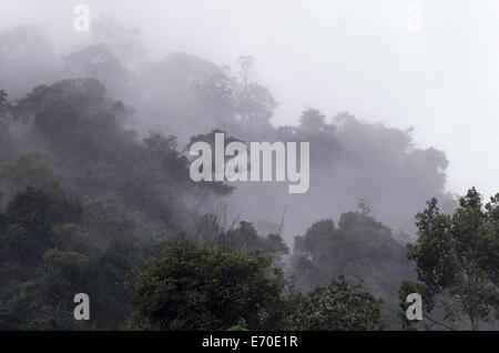 Tingo María Nationalpark. Regenwald in huánuco Abteilung. Peru. Stockfoto