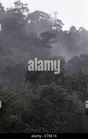 Tingo María Nationalpark. Regenwald in huánuco Abteilung. Peru. Stockfoto