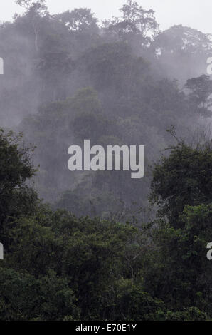 Tingo María Nationalpark. Regenwald in huánuco Abteilung. Peru. Stockfoto