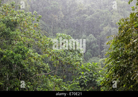 Tingo María Nationalpark. Regenwald in huánuco Abteilung. Peru. Stockfoto