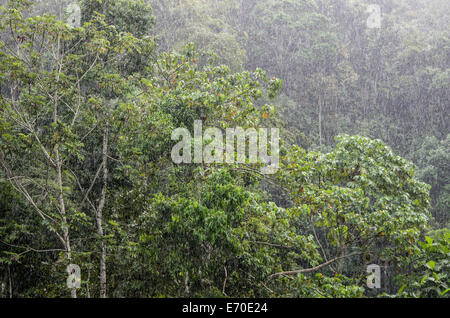 Tingo María Nationalpark. Regenwald in huánuco Abteilung. Peru. Stockfoto