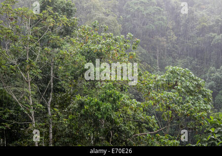 Tingo María Nationalpark. Regenwald in huánuco Abteilung. Peru. Stockfoto