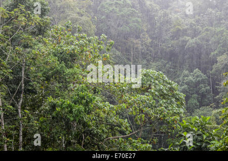 Tingo María Nationalpark. Regenwald in huánuco Abteilung. Peru. Stockfoto