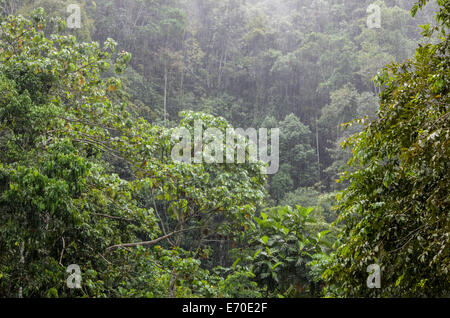 Tingo María Nationalpark. Regenwald in huánuco Abteilung. Peru. Stockfoto