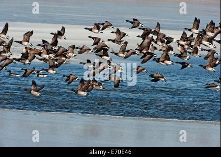 Atlantische Brant Herde im Flug Stockfoto