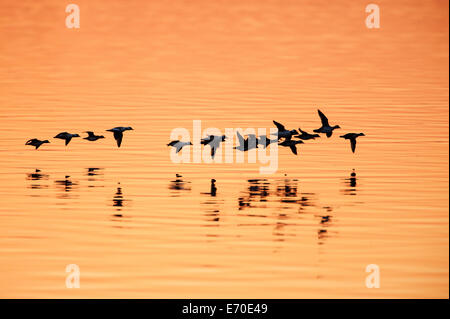 Herde von Bufflehead Enten im Flug Stockfoto