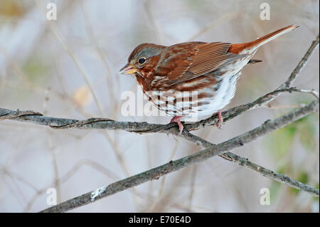 Fox-sparrow Stockfoto