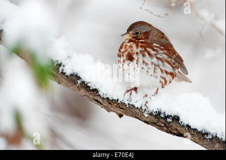 Fox-Sparrow im Winter Einstellung Stockfoto