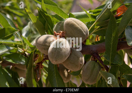 Mandelbaum (Prunus Amygdalus) mit reifen Früchten. Provinz Valencia, Spanien Stockfoto