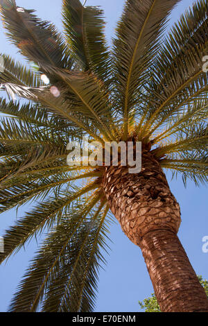 Date Palm, Nahaufnahme der Blätter und Stamm, Valencia, Spanien Stockfoto