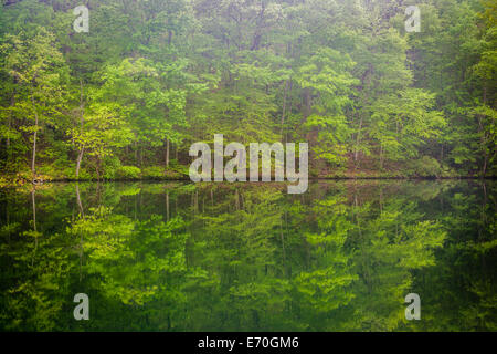 Bäume im Prettyboy Reservoir in Baltimore County, Maryland. Stockfoto