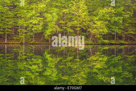 Trees reflecting in Prettyboy Reservoir in Baltimore County, Maryland. Stockfoto