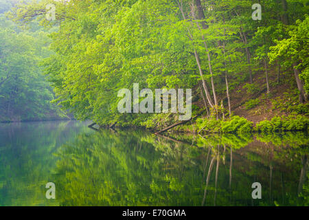 Bäume im Prettyboy Reservoir in Baltimore County, Maryland. Stockfoto