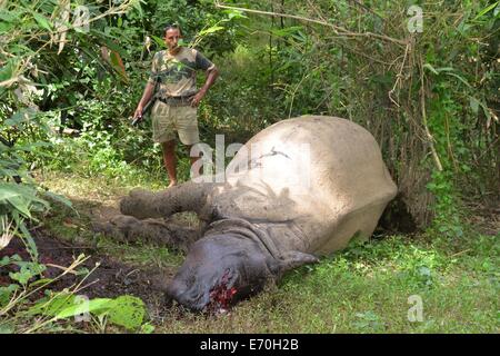 Burapahar, Indien. 2. Sep, 2014. Ein Wald-Guard steht in der Nähe der Kadaver eines ein-gehörnte Nashorns wurde getötet und de-gehörnten von Wilderern im Burapahar Bereich der Kaziranga am Dienstag. Union Wald und Umweltminister Prakash Javadekar besuchen den Nationalpark um die Situation zu überprüfen. Bildnachweis: Stringer/Pacific Press/Alamy Live-Nachrichten Stockfoto