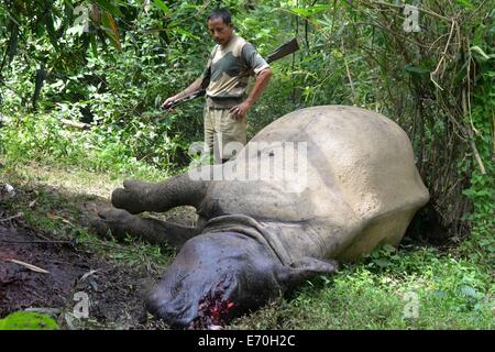 Burapahar, Indien. 2. Sep, 2014. Ein Wald-Guard steht in der Nähe der Kadaver eines ein-gehörnte Nashorns wurde getötet und de-gehörnten von Wilderern im Burapahar Bereich der Kaziranga am Dienstag. Union Wald und Umweltminister Prakash Javadekar besuchen den Nationalpark um die Situation zu überprüfen. Bildnachweis: Stringer/Pacific Press/Alamy Live-Nachrichten Stockfoto