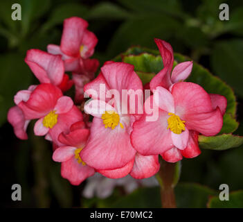 Cluster von leuchtend rosa / rot Blumen und tief grüne Blätter Bettwäsche Begonien vor einem dunklen Hintergrund Stockfoto
