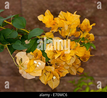 Cluster von schönen lebendigen gelb / orange Hochblätter, kleinen weißen Blüten und Laub von Bambino Bougainvillea "Siggi" Stockfoto