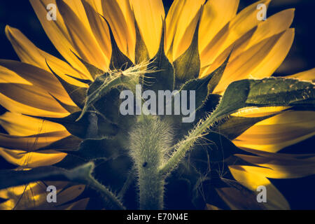Beleuchtet und rückseitige Verkleidung zurück - zurück beleuchtet und rückseitige Verkleidung - eine Sonnenblume im Morgenlicht Stockfoto
