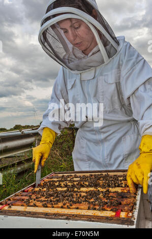 Überprüfen die Frames in der Brut-Kiste (unterer Teil) von ihrem Bienenstock zu prüfen, Bienenstock Gesundheit Frau Imker Stockfoto