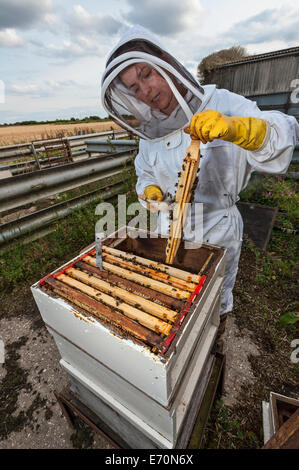 Eine Frau Imker, Bienen aus einem Honig-Frame Bürsten, da sie von einem ihrer Bienenstöcke Honig sammelt. Stockfoto