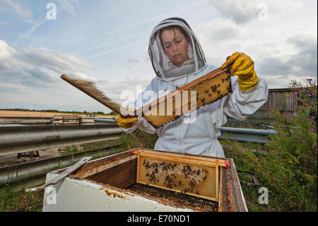 Überprüfen die Honig-Frames von ihrem Bienenstock zu sehen, was die diesjährige Produktion wie Frau Imker. Stockfoto