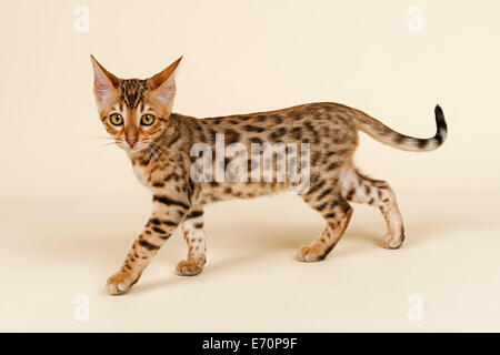 Bengal Kitten, braun rosetted, 16 Wochen Stockfoto
