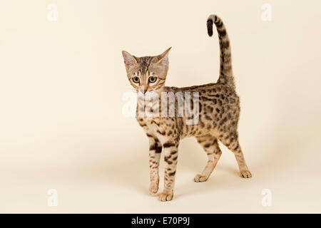 Bengal Kitten, braun rosetted, 16 Wochen Stockfoto