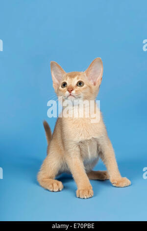 Abessinier Kitten, 9 Wochen, Farbe beige Stockfoto