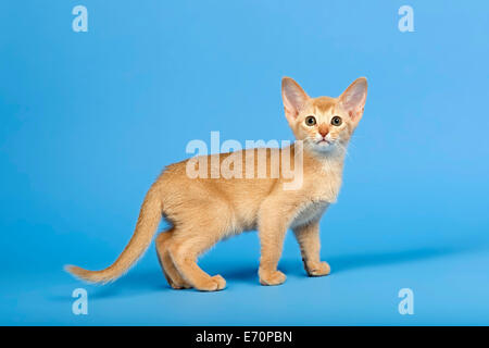 Abessinier Kitten, 9 Wochen, Farbe beige Stockfoto