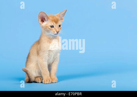 Abessinier Kitten, 9 Wochen, Farbe beige Stockfoto