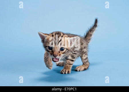 Bengal-Katze, Kätzchen, 2 Wochen, Mantel braun getupft Stockfoto