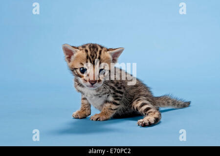 Bengal-Katze, Kätzchen, 2 Wochen, Mantel braun getupft Stockfoto