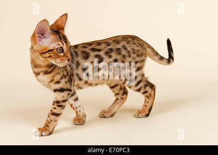 Bengal-Katze, Kätzchen, Mantel braun rosetted, 16 Wochen Stockfoto