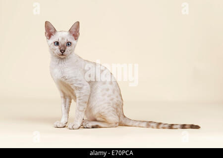 Bengal-Katze, Kätzchen, Mantel Farbe Schnee, 16 Wochen Stockfoto