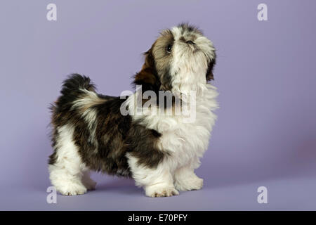 Shih Tzu Welpen, 10 Wochen, Gold weiss Stockfoto