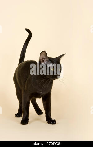 Asiatische Katze, 2 Jahre, Farbe Black Bombay Stockfoto